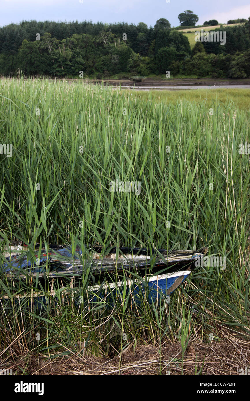 Eine Boot, fast vollständig im Schilf, begraben liegt am Rande des Gezeiten Wassers in den Fluß Teign in Devon Stockfoto