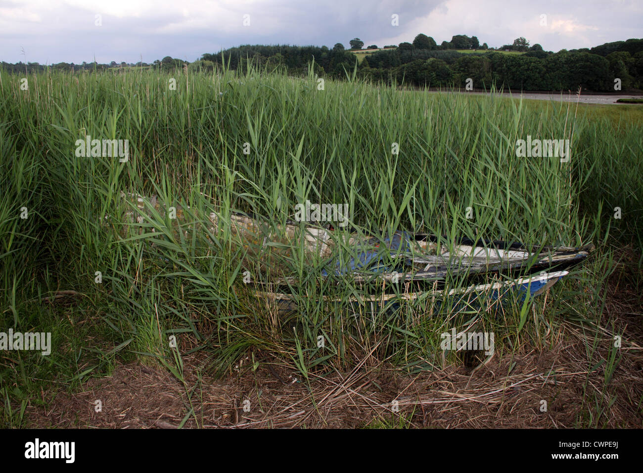 Eine Boot, fast vollständig im Schilf, begraben liegt am Rande des Gezeiten Wassers in den Fluß Teign in Devon Stockfoto