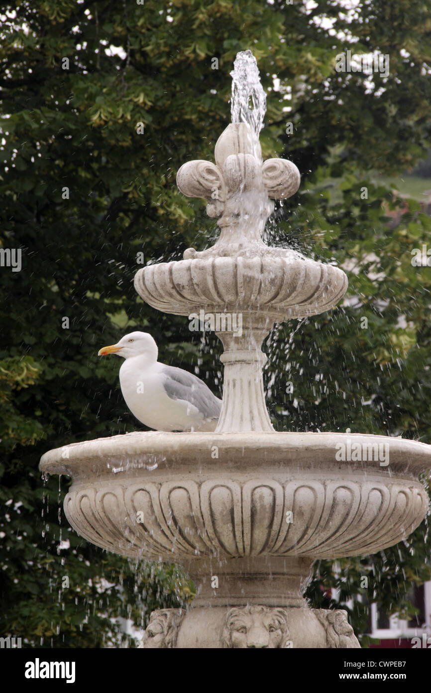 Eine Möwe nimmt eine Dusche in einem Brunnen in Dartmouth, Devon, UK Stockfoto