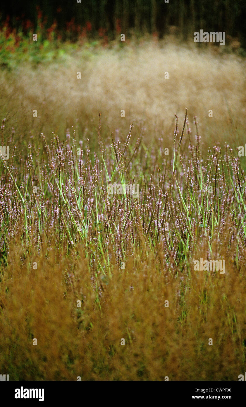 Persicaria Amplexicaulis 'Rosea', cm Stockfoto