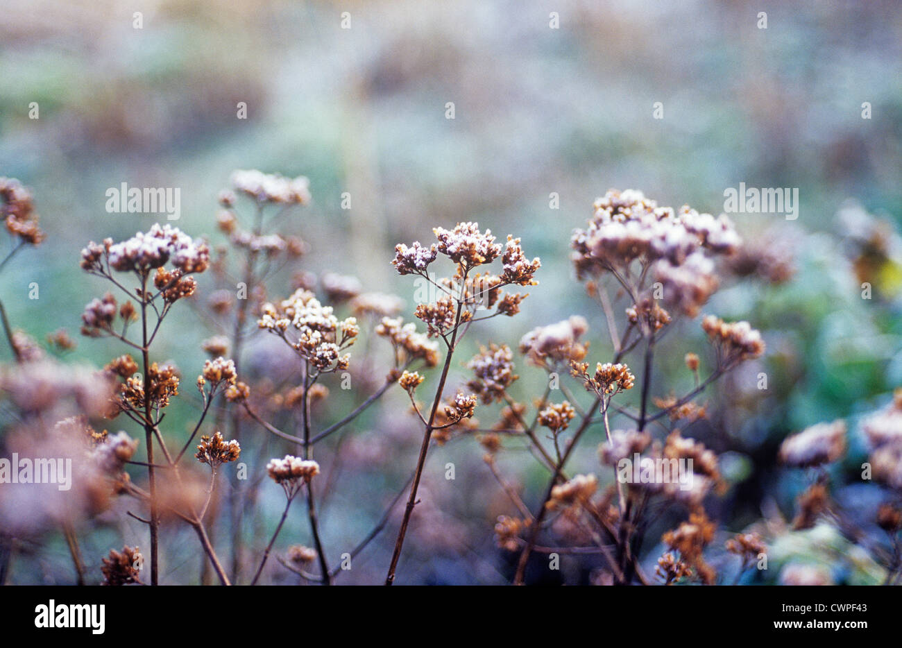 Origanum Vulgare, Majoran, Oregano. Blumensamen auf das Kraut mit einem Überzug aus Frost. Stockfoto