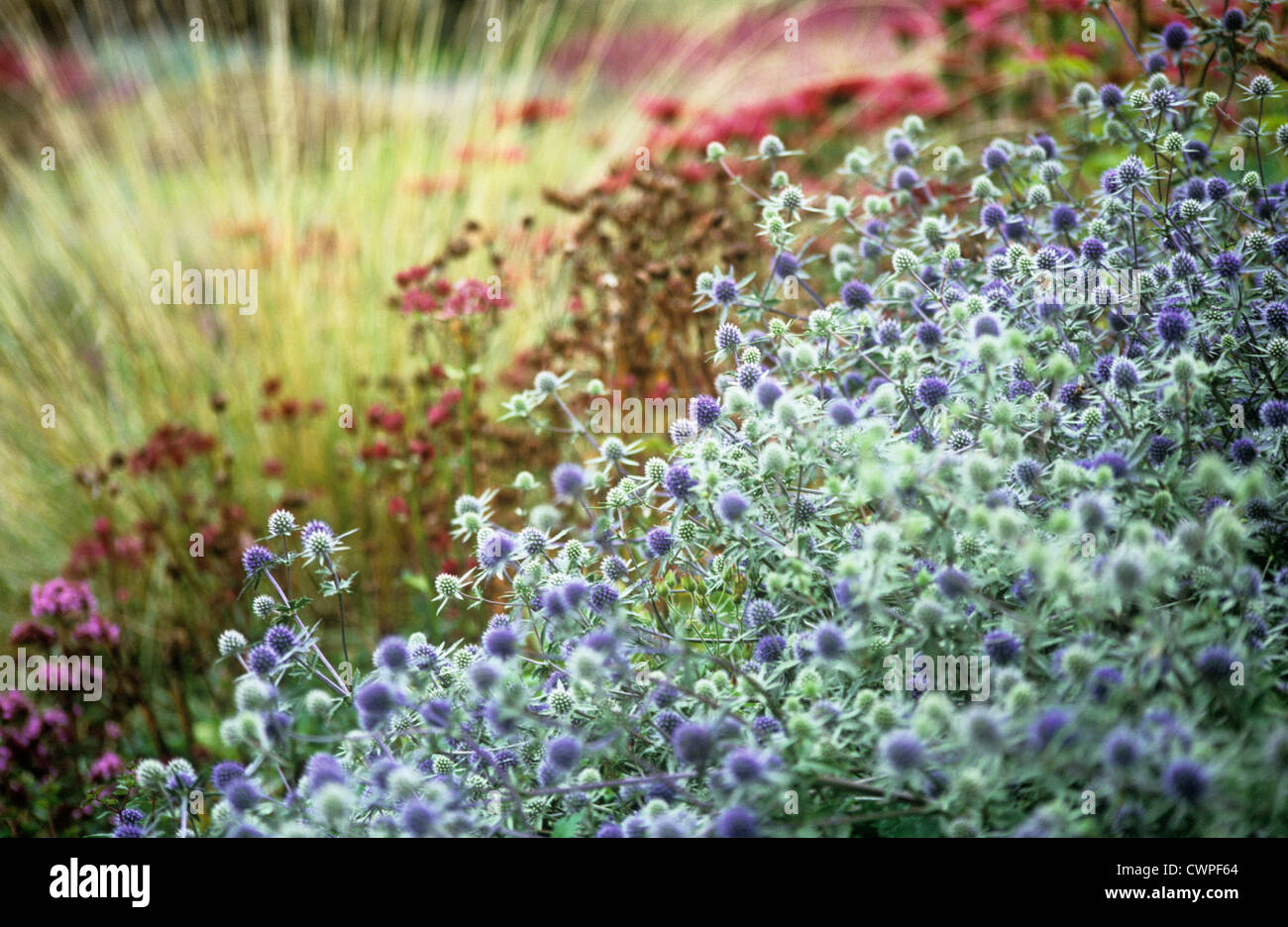 Piet oudolf prairie Fotos und Bildmaterial in hoher Auflösung Alamy