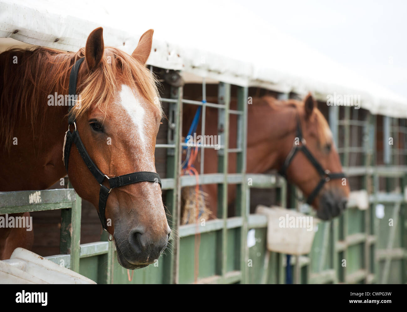 Pferde in temporären Stallungen Orsett Neuheitendienst in Essex Stockfoto