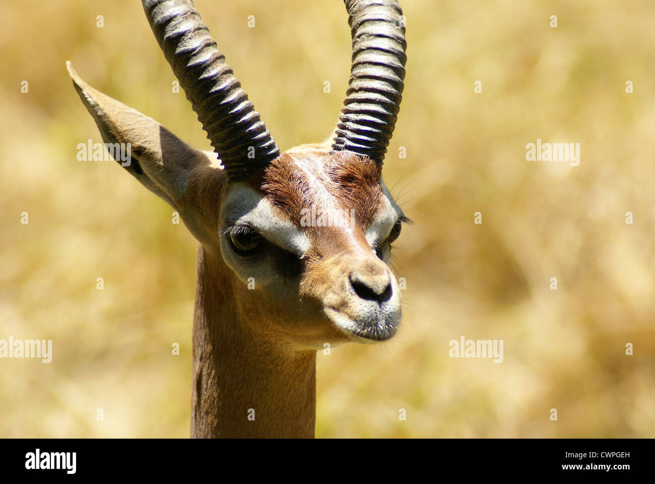 Kopfschuss von einem männlichen Gerenuk gazelle Stockfoto