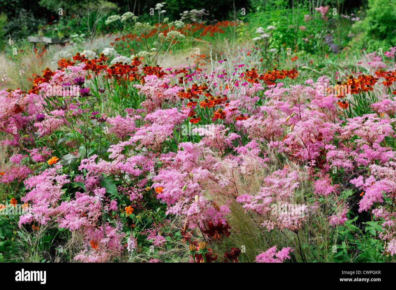 Ende des Sommers Anfang Herbst Stauden mehrjährige Bett Grenze Farbe Farbe Helenium Filipendula rosa orange Stockfoto