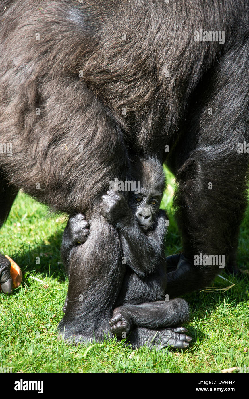 Baby Gorilla umklammert seine Mutter Bein Stockfoto