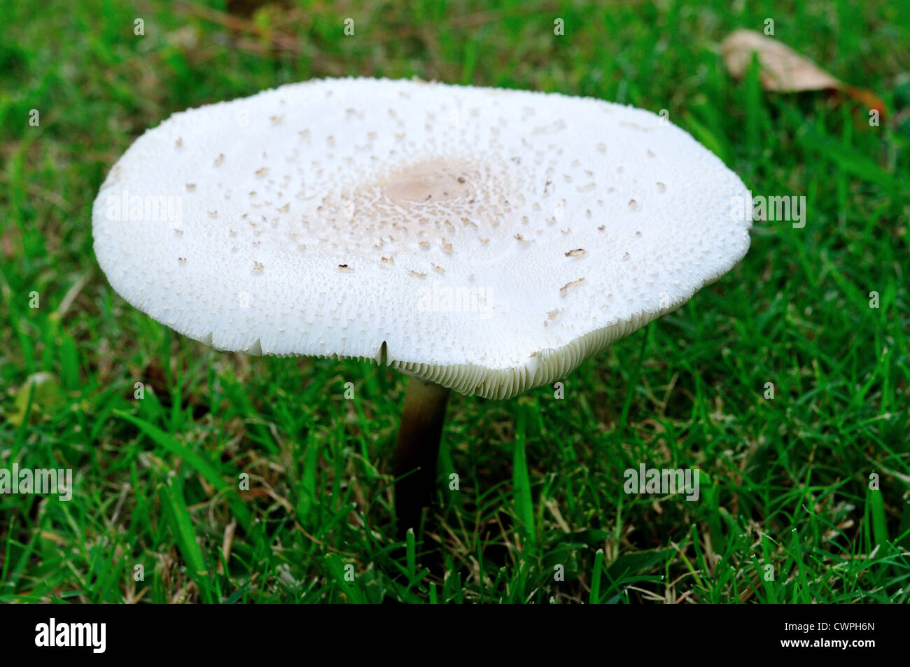 Wilde Champignon (Agaricus Campestris) auf dem grünen Rasen. Stockfoto