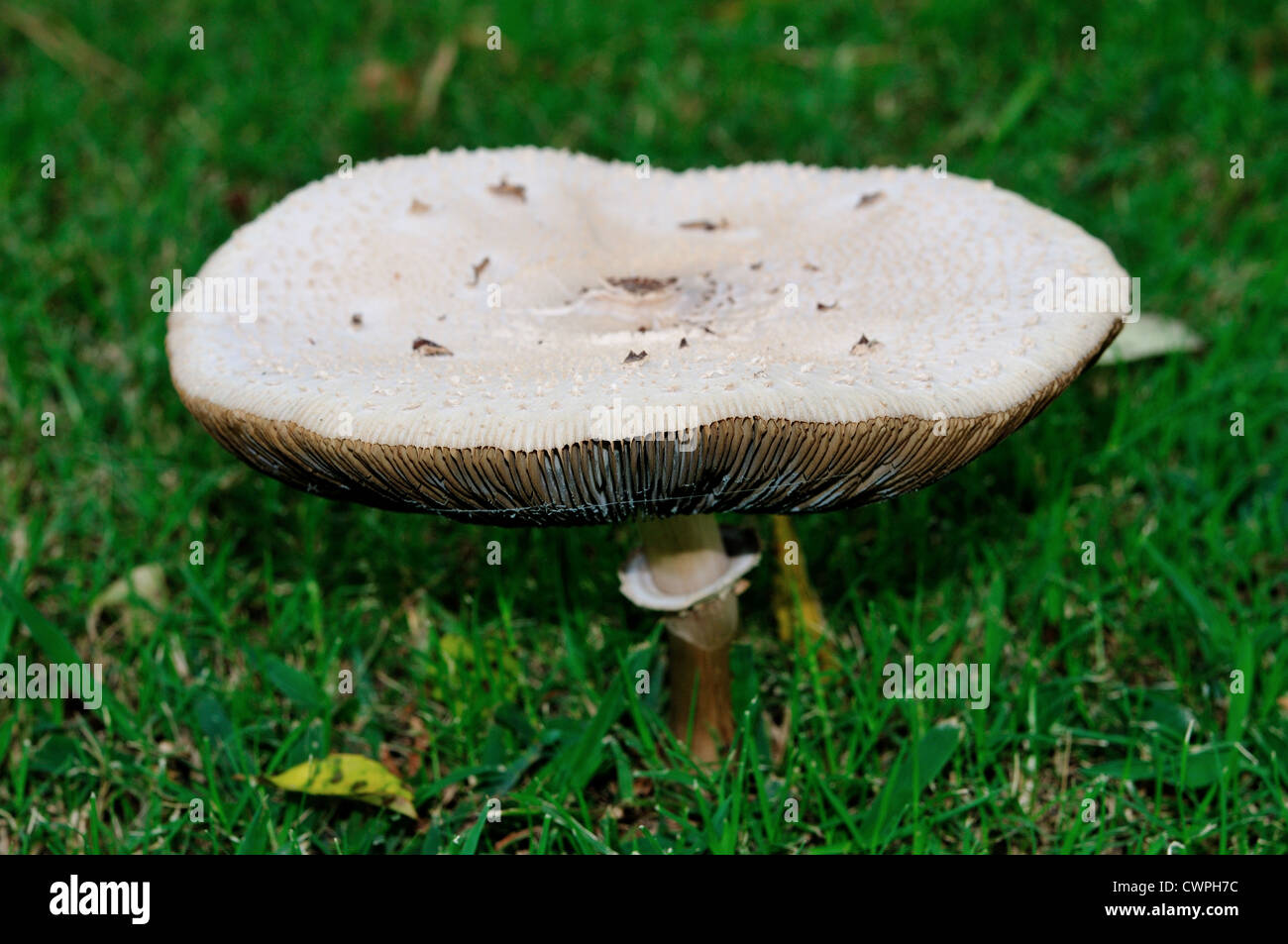 Wilde Champignon (Agaricus Campestris) auf dem grünen Rasen. Stockfoto