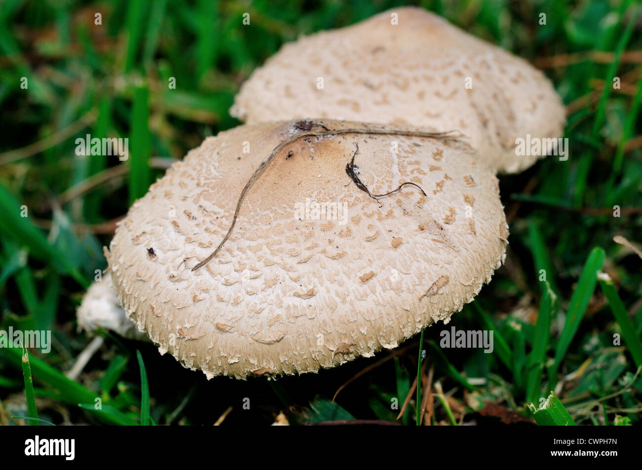 Wilde Weiße Champignons (Agaricus Campestris) auf dem grünen Rasen. Stockfoto