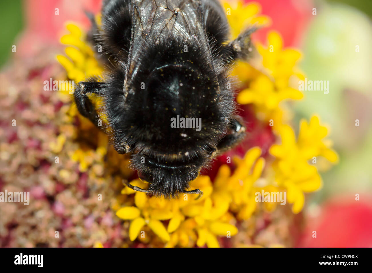 Fleißige Hummel. Blüten der Zinnie (Zinnia Hybrida) mit schwarzen Hummel. Stockfoto