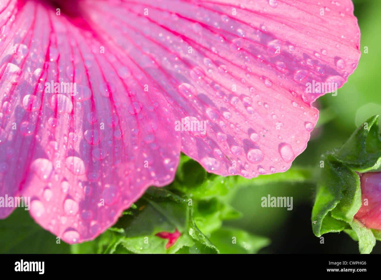 Rosa frische. Blumen Malve (Malva Neglecta) mit Morgentau. Stockfoto
