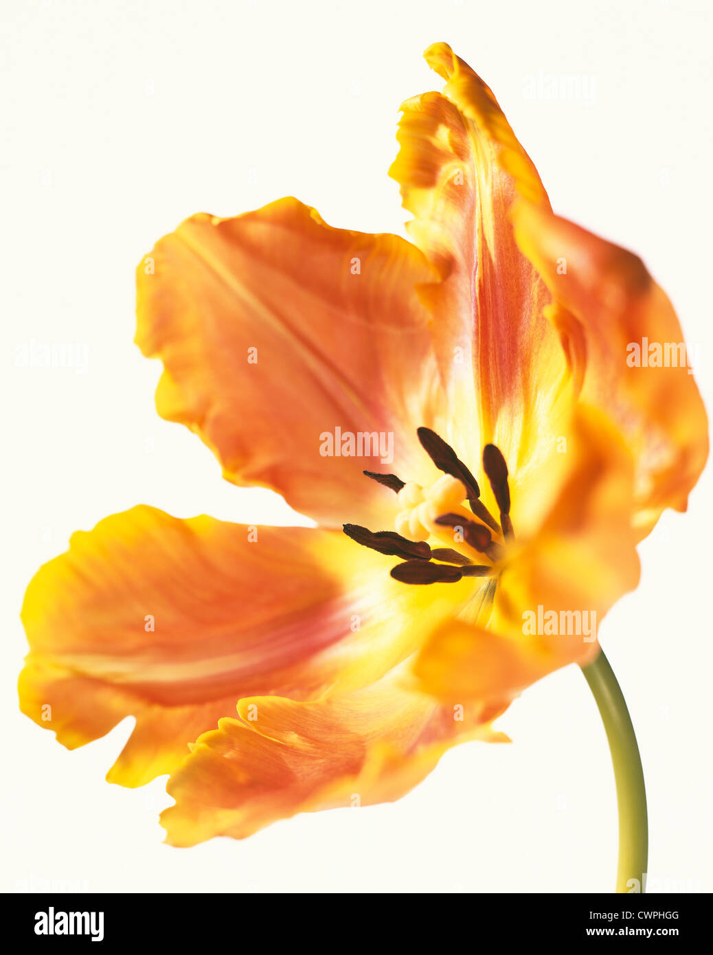 Tulipa, Tulpen, Papagei-Tulpen Stockfoto