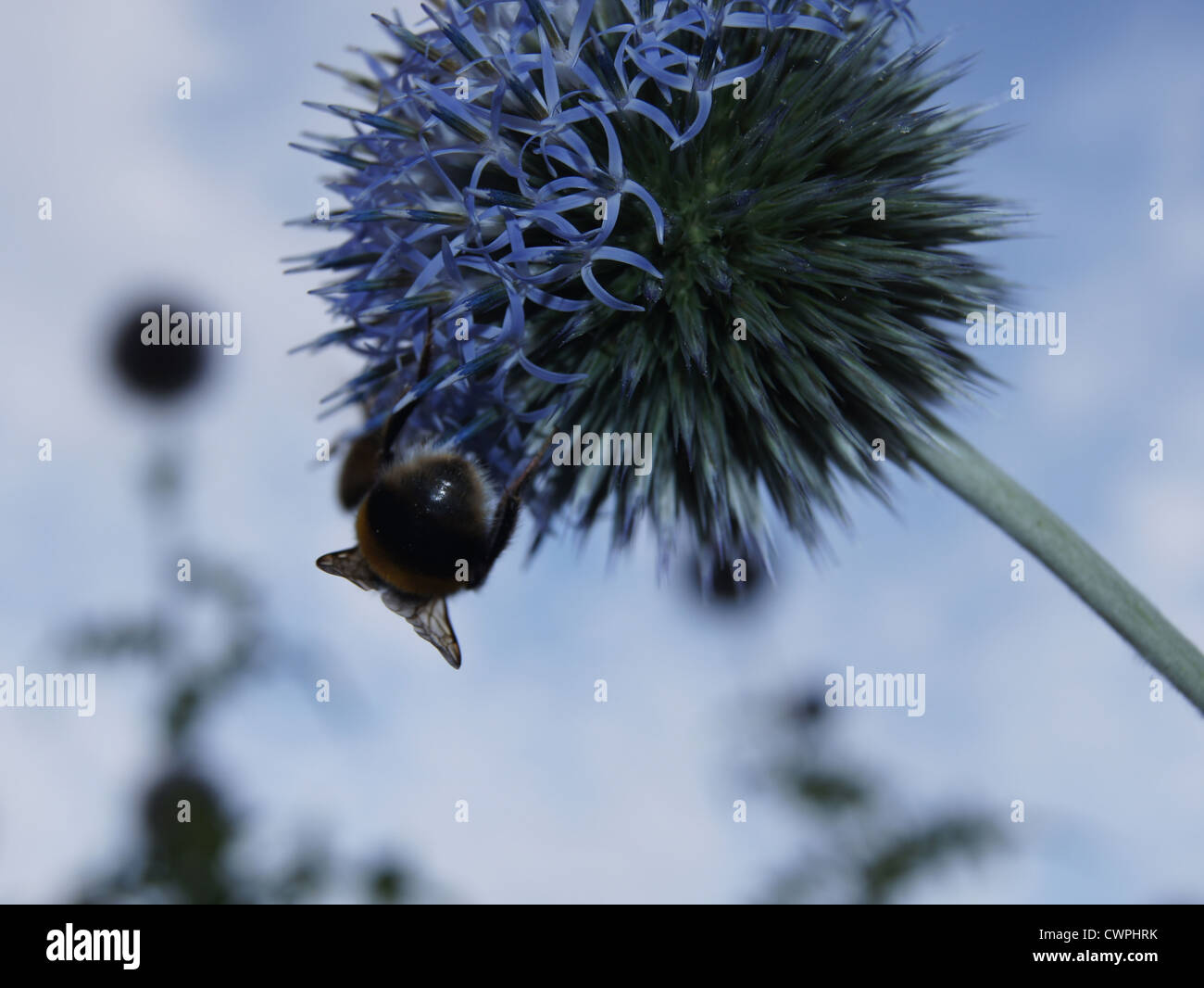 Globe Thistle mit einer Biene Stockfoto