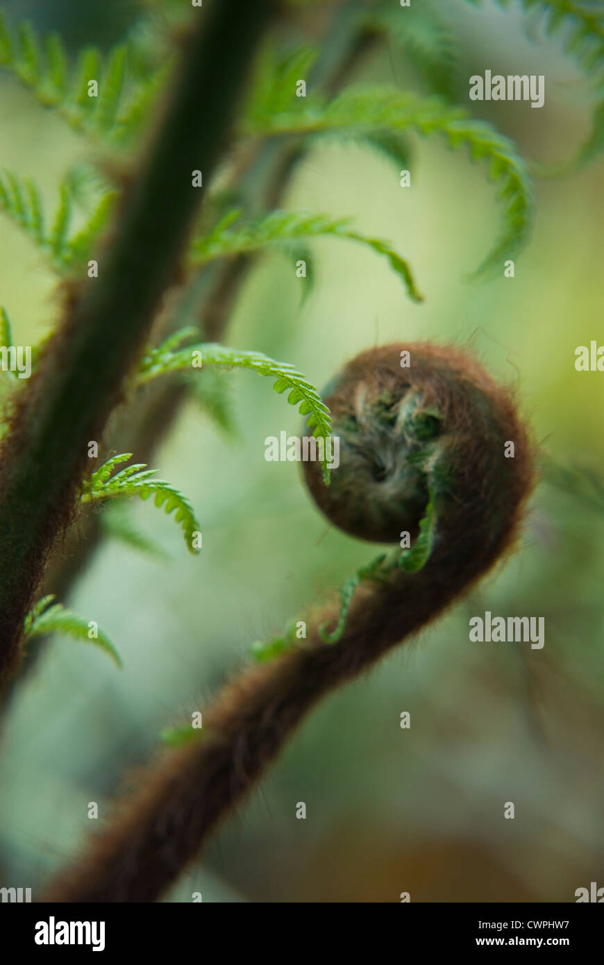 Baumfarn Dicksonia Antartica, Farn, Stockfoto