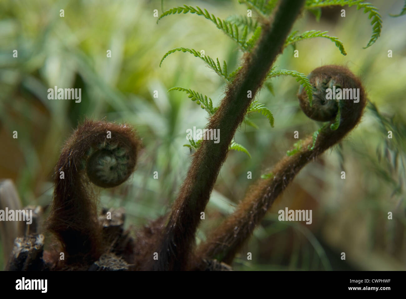 Baumfarn Dicksonia Antartica, Farn, Stockfoto