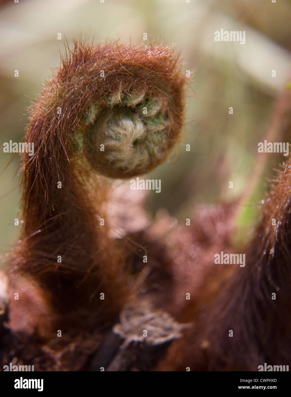 Baumfarn Dicksonia Antartica, Farn, Stockfoto
