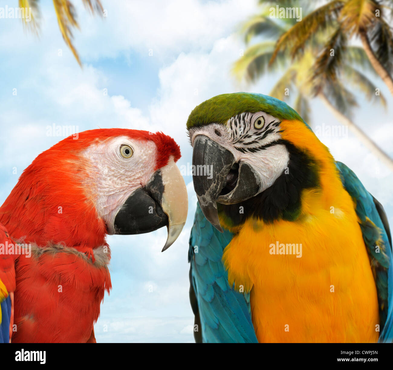 Zwei bunte Papageien, Nahaufnahme Stockfoto