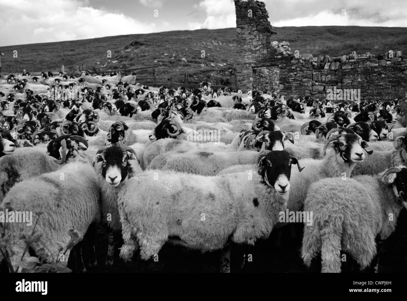 Swaledale Schafen wartet darauf, Eintauchen in einen Pferch, Cumbria behandelt werden Stockfoto