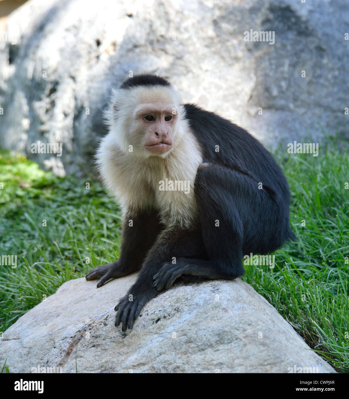 Weiße-Throated Kapuziner Affe sitzt auf einem Stein Stockfoto