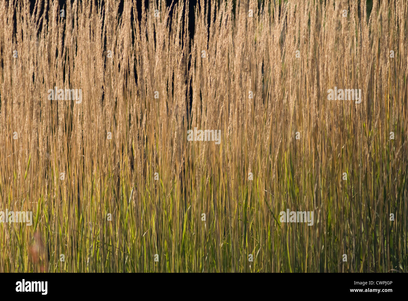 Calamogrostis X acutiflora 'Karl Foerster', Federgras reed Stockfoto