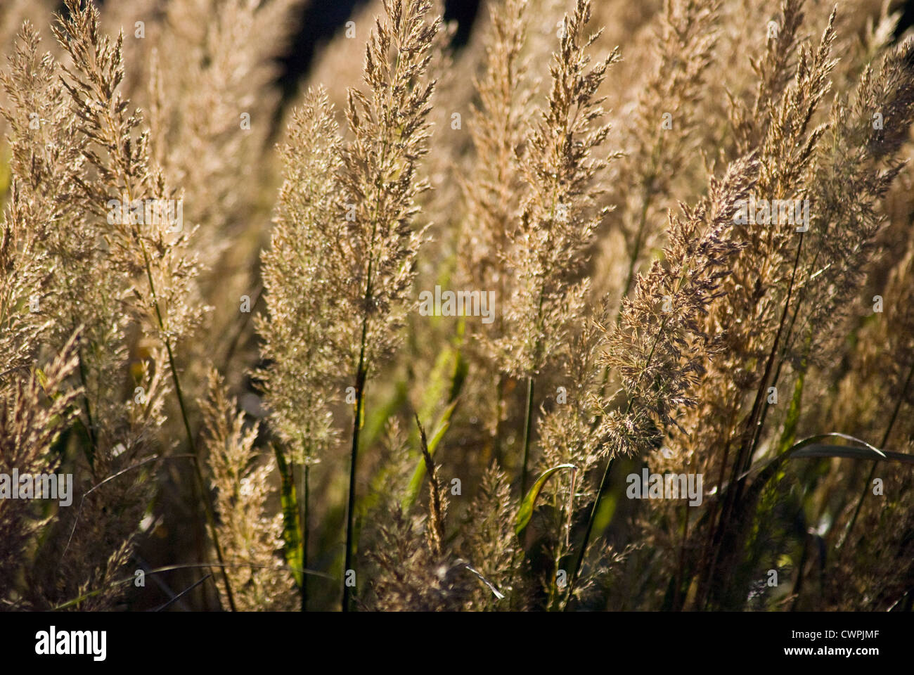 Calamagrostis Brachytricha, koreanische Federgras reed Stockfoto