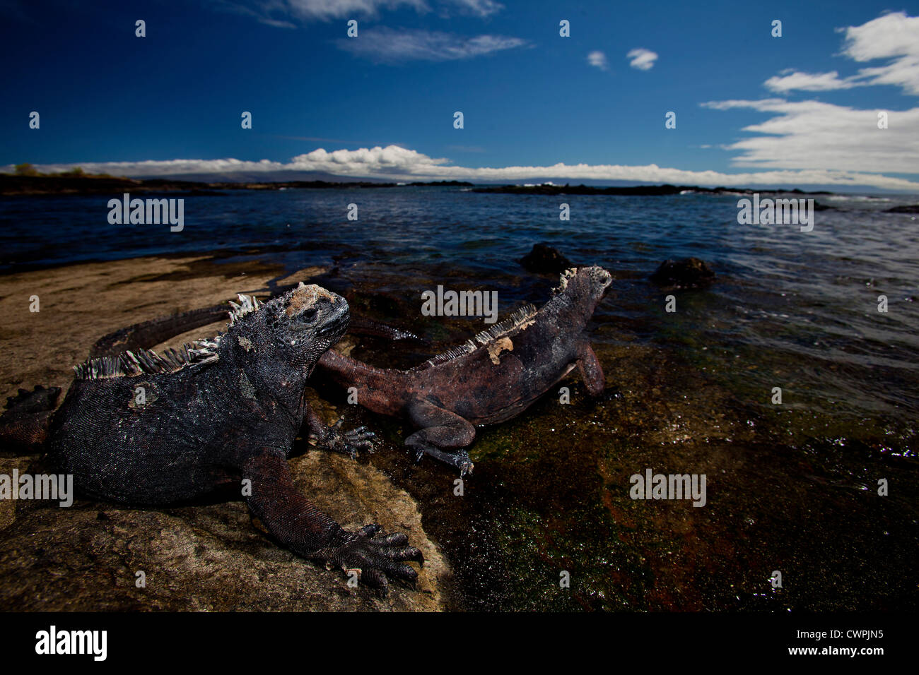 Meerechsen, Galapagos-Inseln Stockfoto