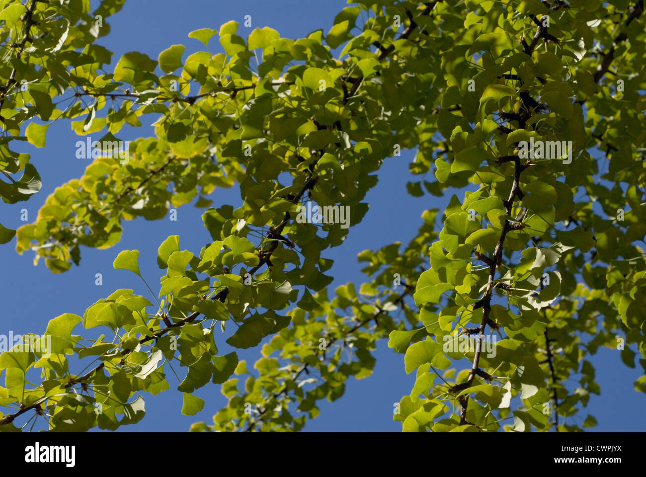 Ginkgo Biloba, Gingko, tausend Baum Stockfoto
