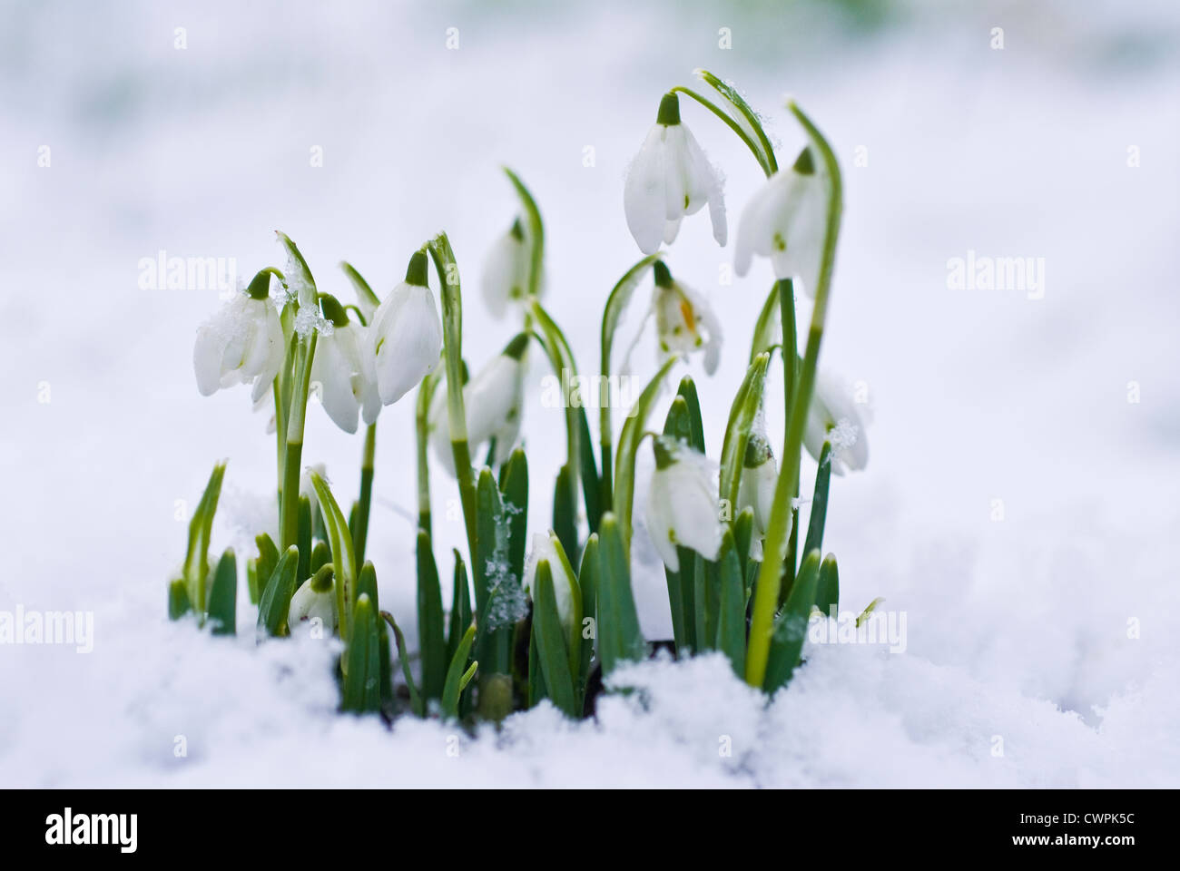 Galanthus, Schneeglöckchen Stockfoto