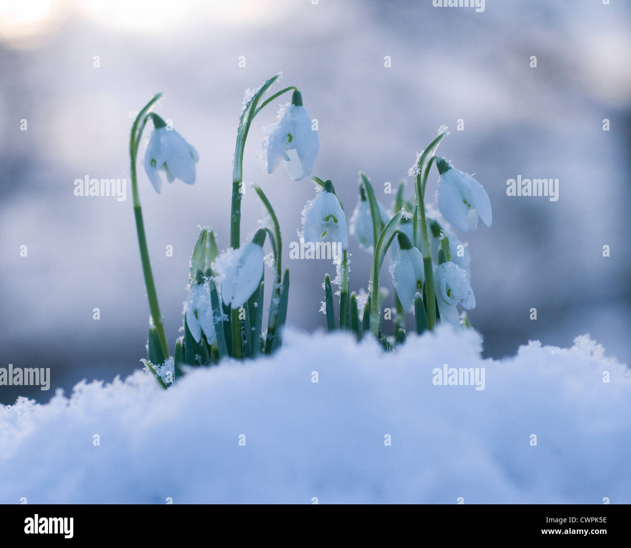 Galanthus, Schneeglöckchen, weißen Blüten am Stängel im Schnee. Stockfoto