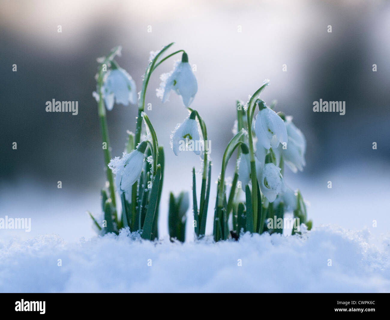 Galanthus, Schneeglöckchen Stockfoto