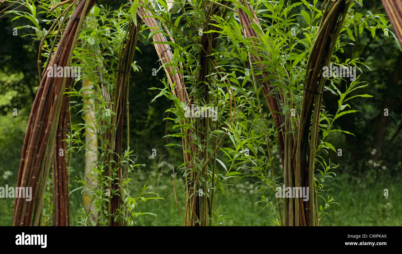 Salix, Weide, lebenden Mann gemacht Rahmenstruktur der Bögen. Stockfoto