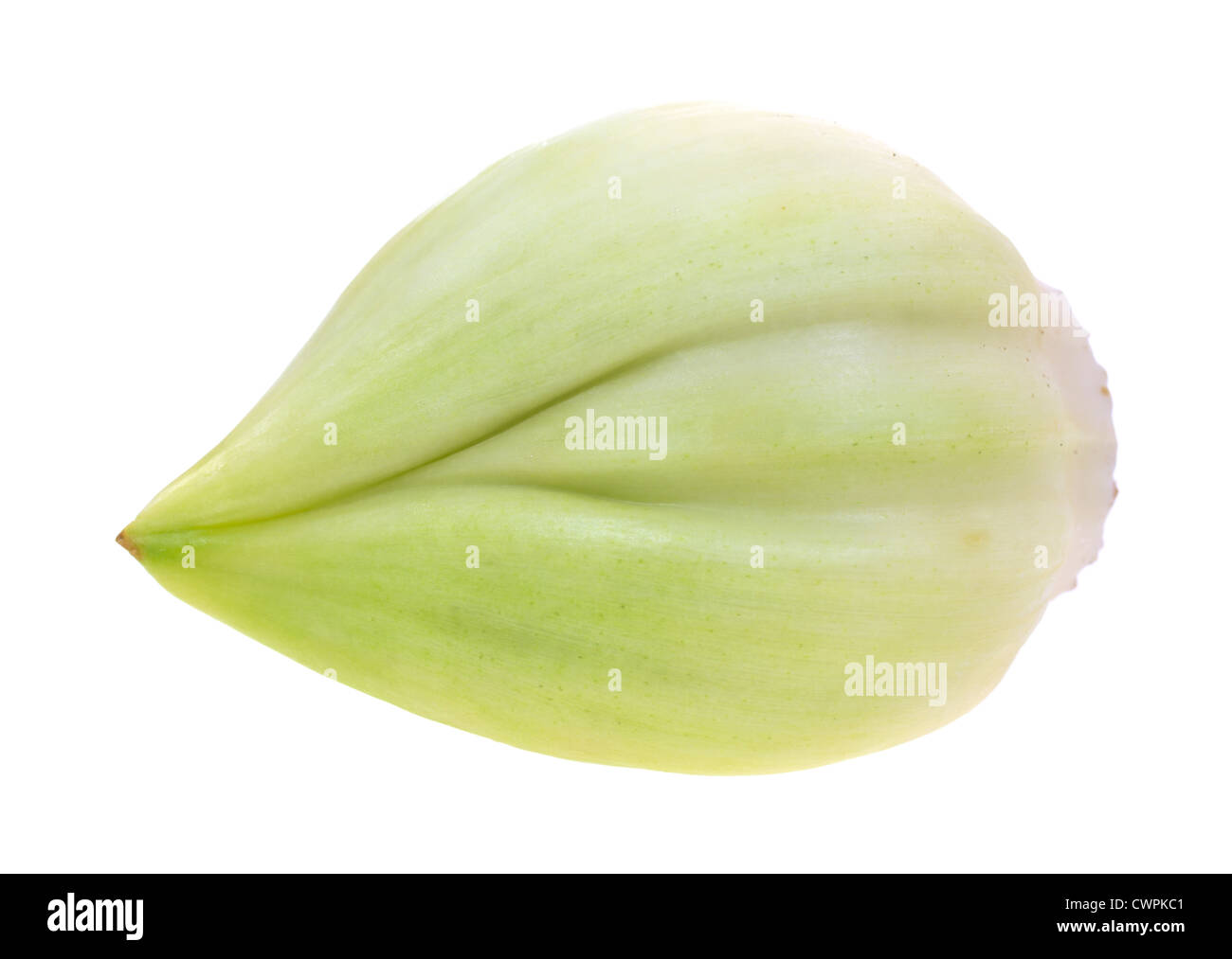 Eine einzelne große Elefanten Knoblauchzehe auf weißem Hintergrund. Stockfoto