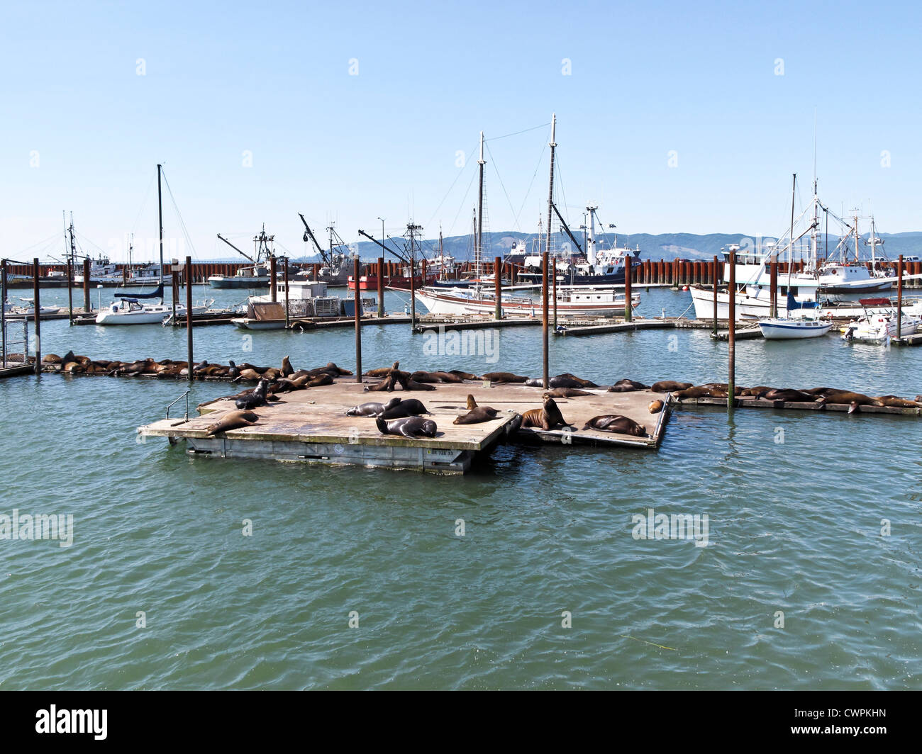 Ansicht von Osten Liegeplatz Becken mit kommerziellen Fischerboote & floating Pier abgedeckt mit Rückenlage Sonnen Seelöwen in Astoria, Oregon Stockfoto