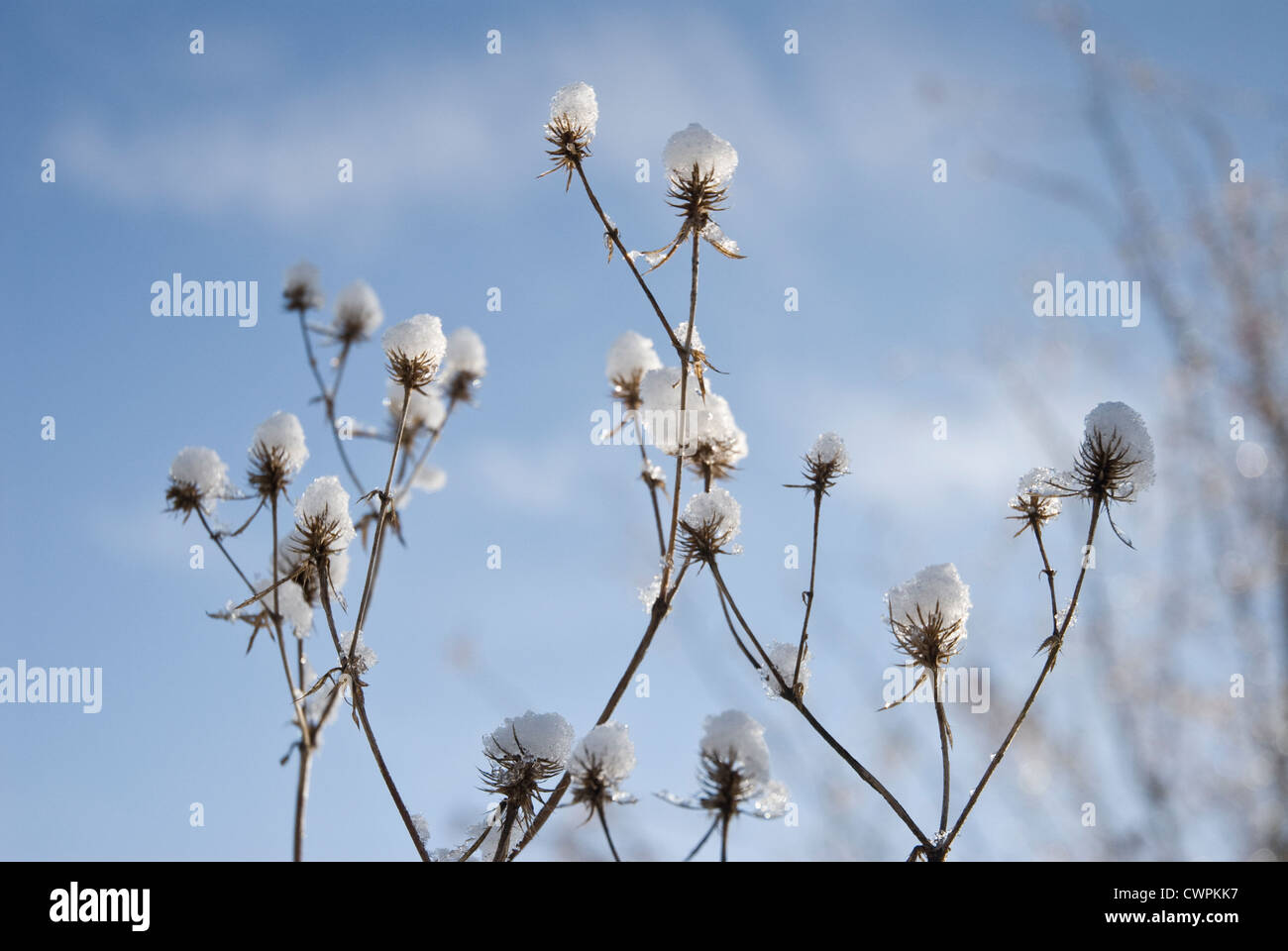 Eryngium Tripartitum, Meer holly Stockfoto