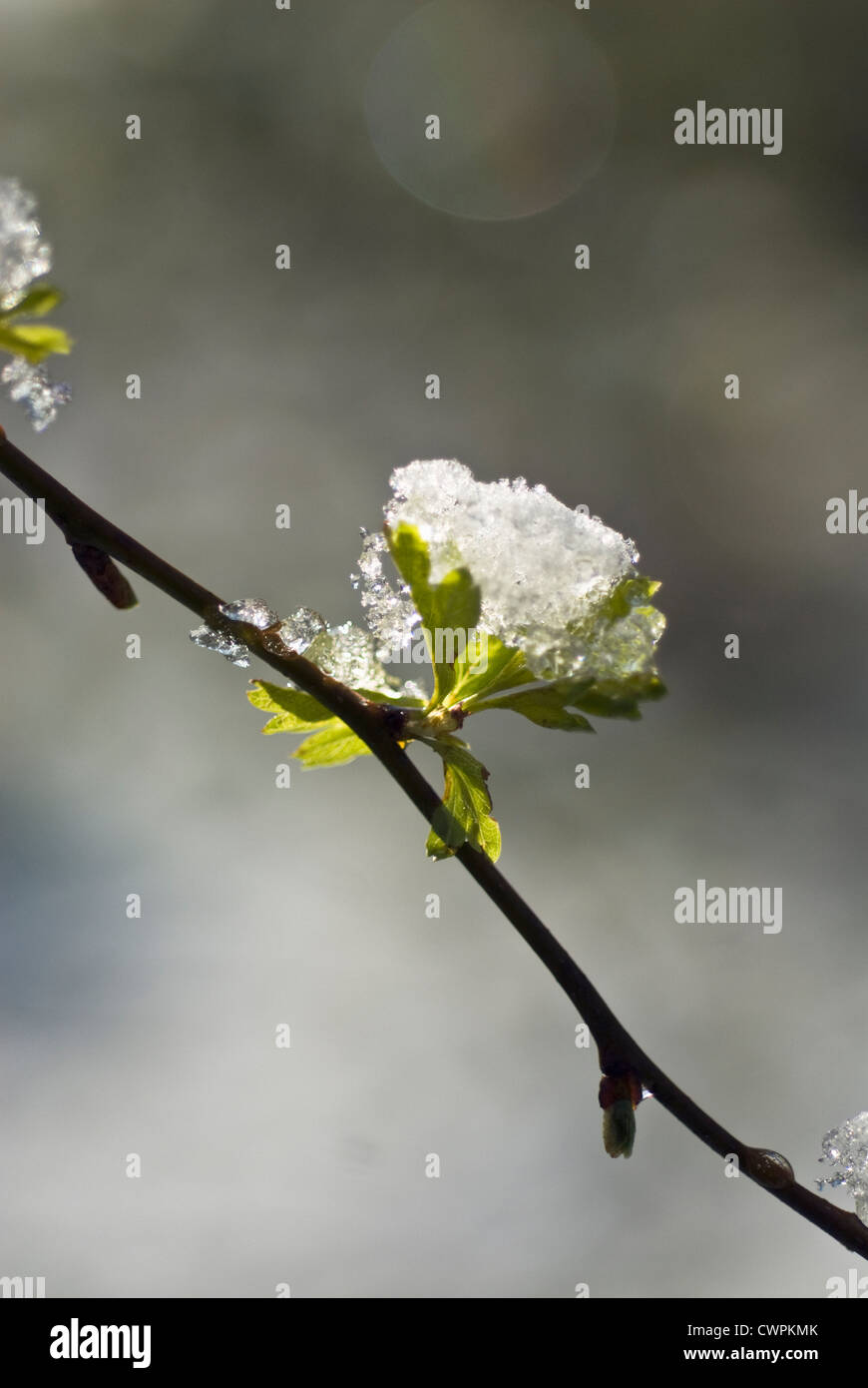 Crataegus, Weißdorn Stockfoto