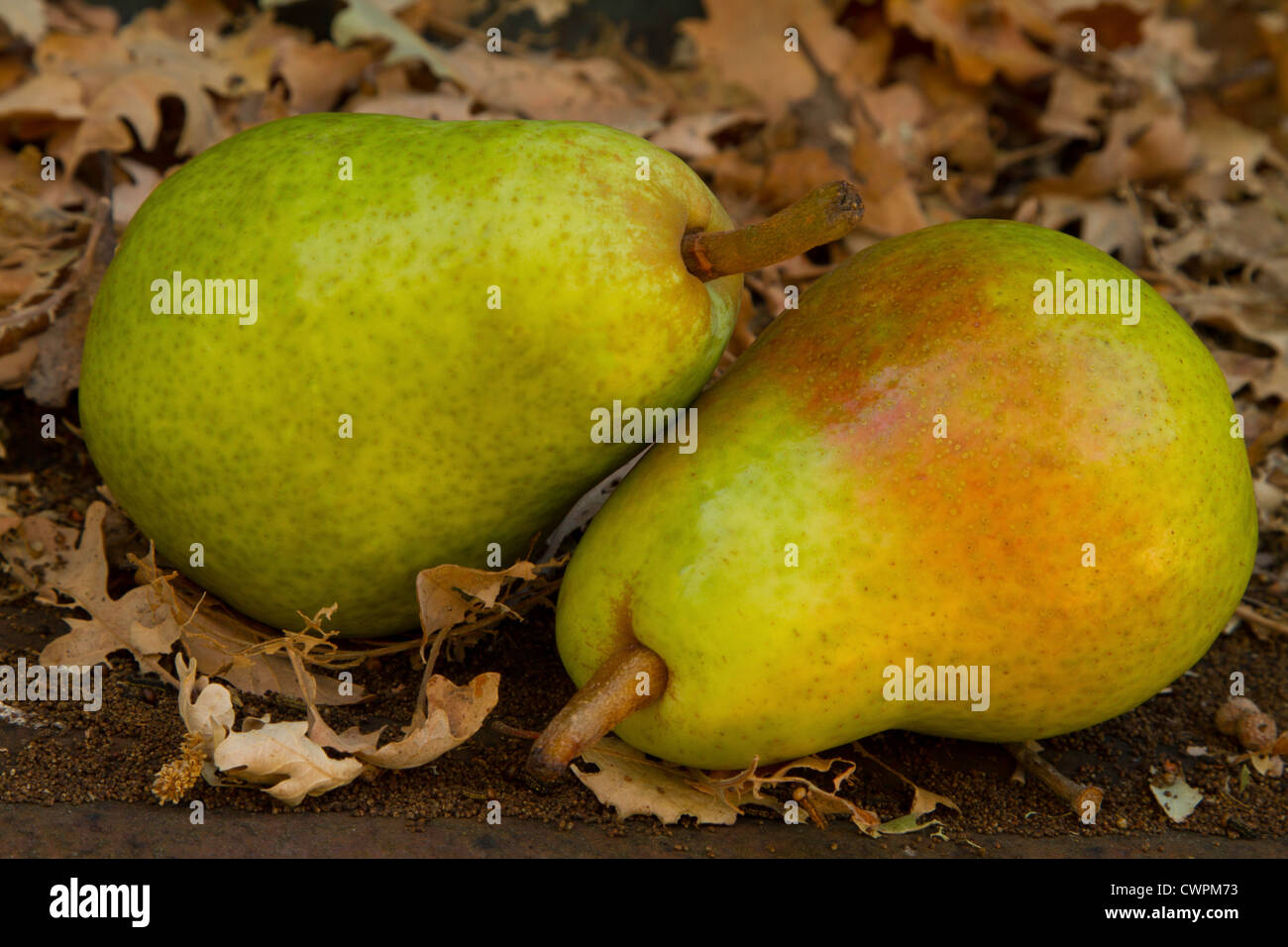 Zwei frische grüne Birnen auf dem Boden in einem Feld von getrockneten Blättern. Stockfoto