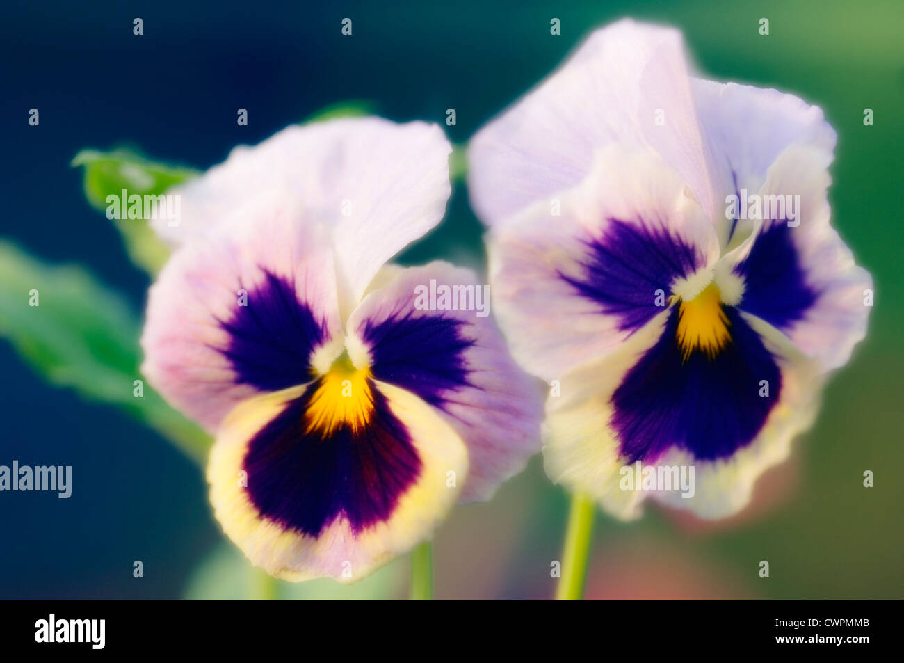 Viola Wittrockiana Stiefmütterchen Stockfoto