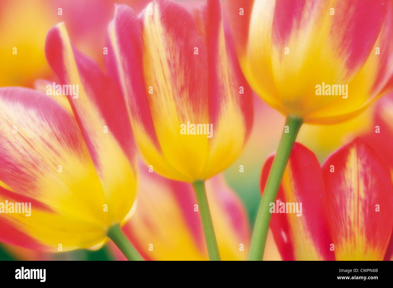 Tulipa Tulpe Stockfoto