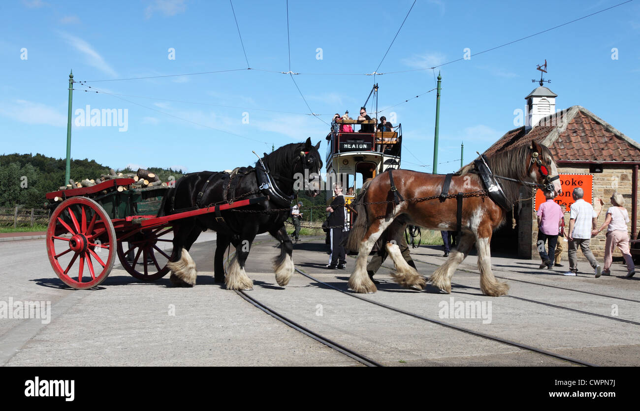 Zwei schwere Pferde ziehen einen Wagen voller Protokolle über Straßenbahnschienen bei Beamish Museum, Nord-Ost-England, UK Stockfoto