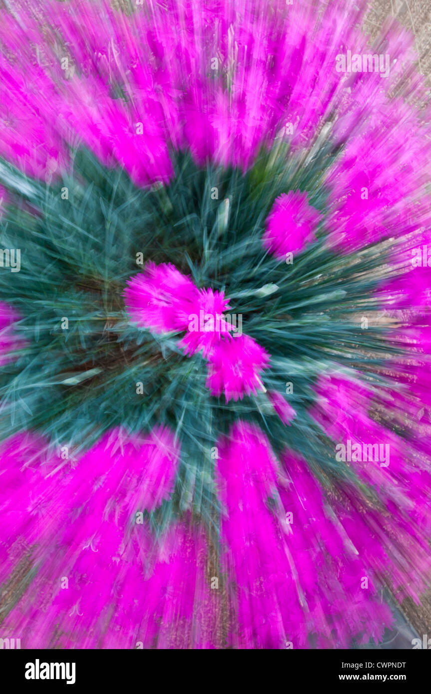 Dianthus zoom abstrakt Stockfoto