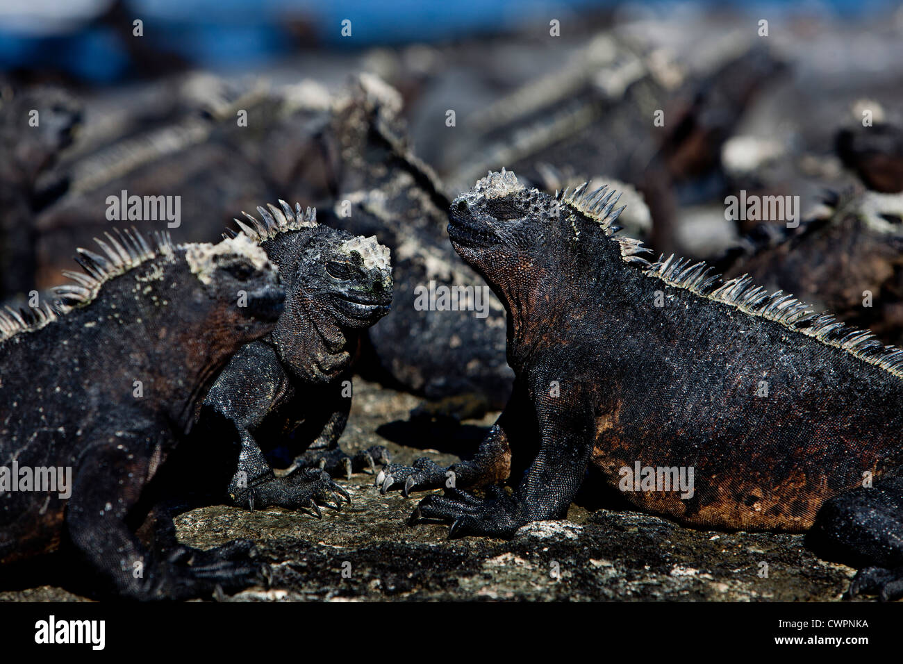 Meerechsen, Galapagos-Inseln Stockfoto