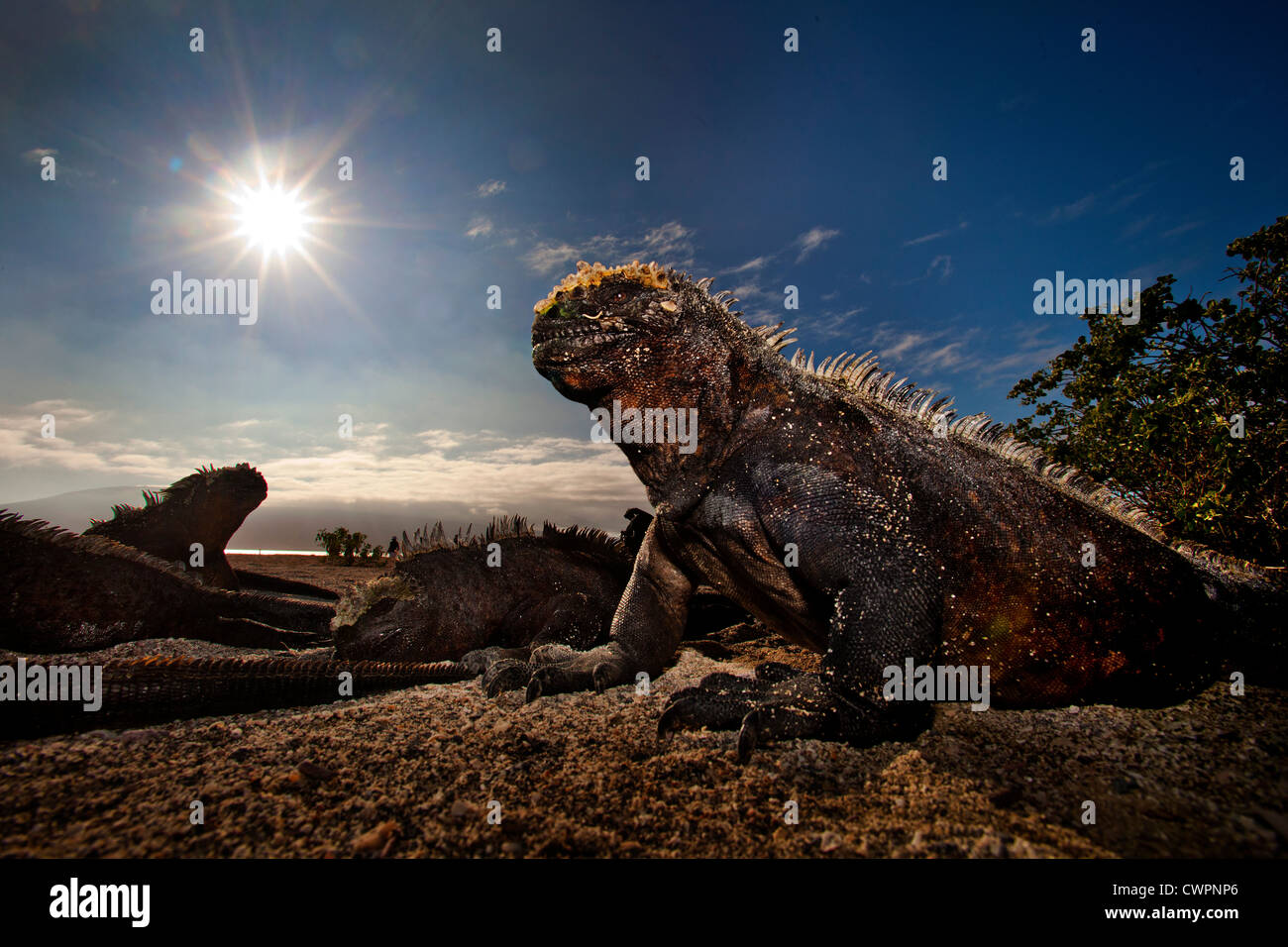 Marine Iguana, Galapagos-Inseln Stockfoto