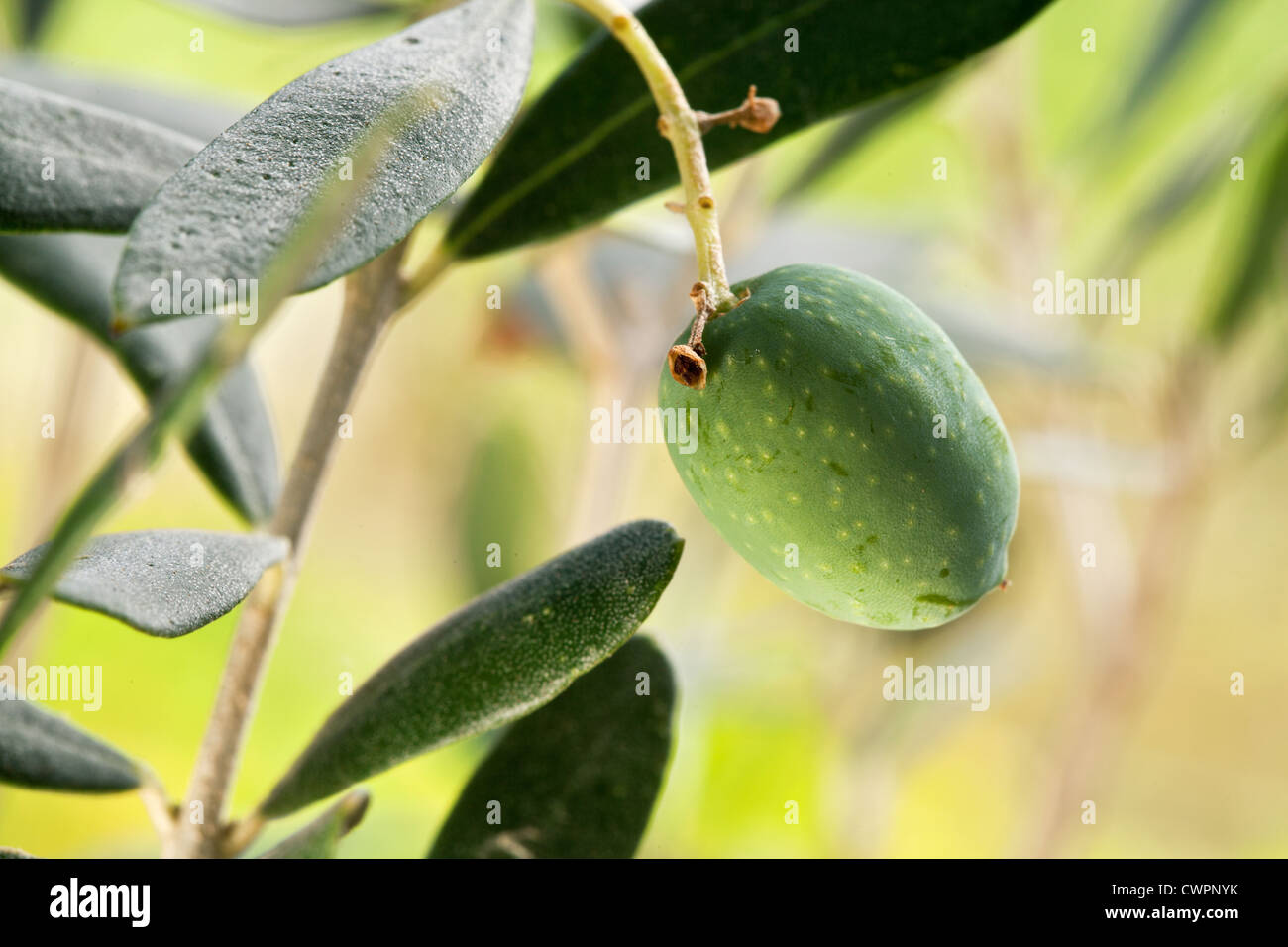 Grüne Olive auf dem Ast auf dem Hintergrund der Natur. Stockfoto