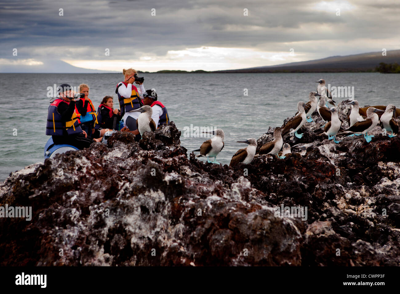 Touristen in einem Schlauchboot Beobachtung der Blaufußtölpel auf einem Felsen in Elizabeth Bay, Isabela Insel, Galapagos Stockfoto