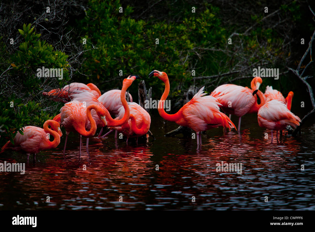 Flamingos in Salzwasser-Lagune, Puerta del Jeli, Villamil, Isabella Island, Galapagos, Ecuador Stockfoto