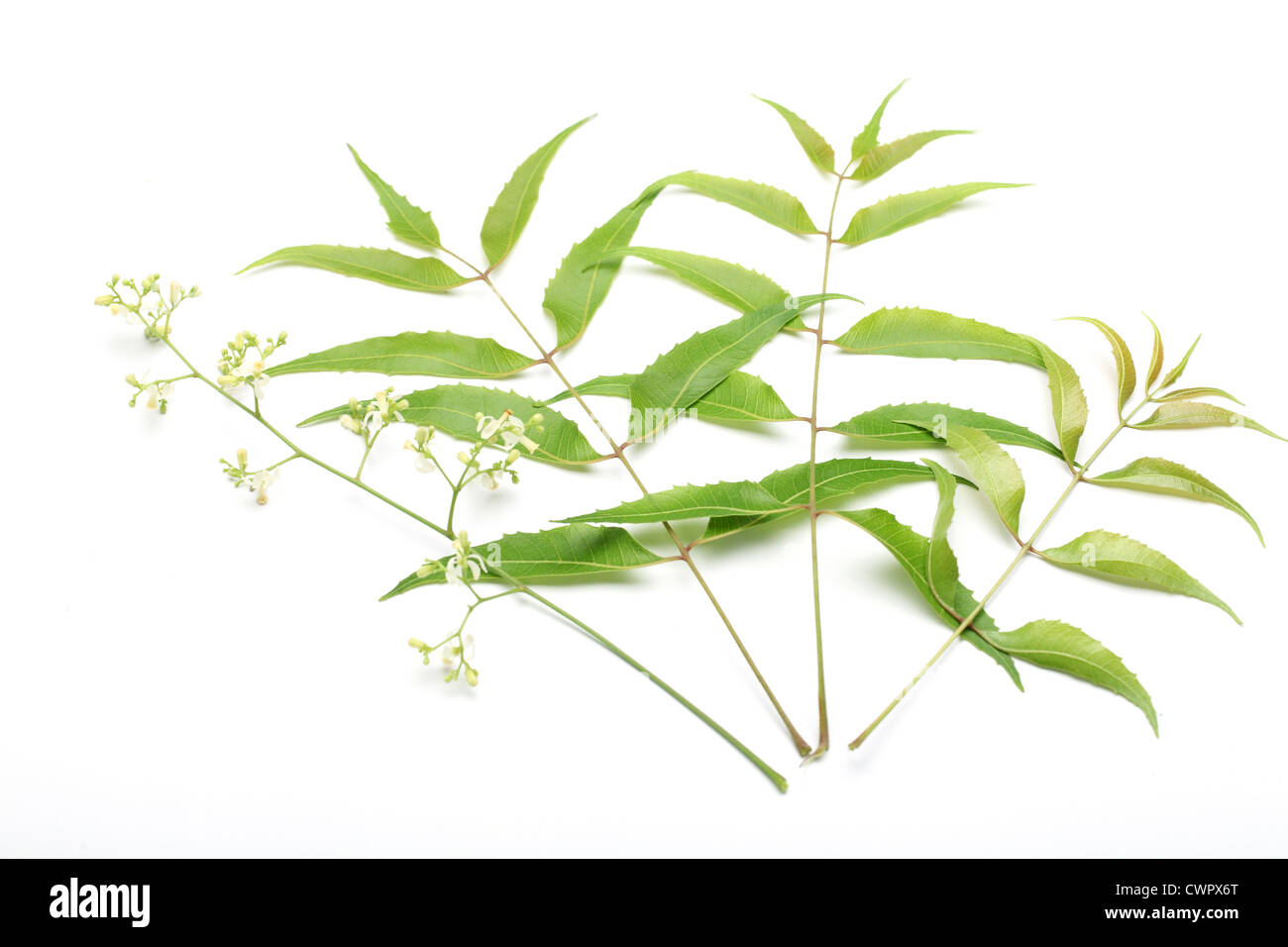 Neem Blätter-Azadirachta Indica, Heilpflanze Stockfoto