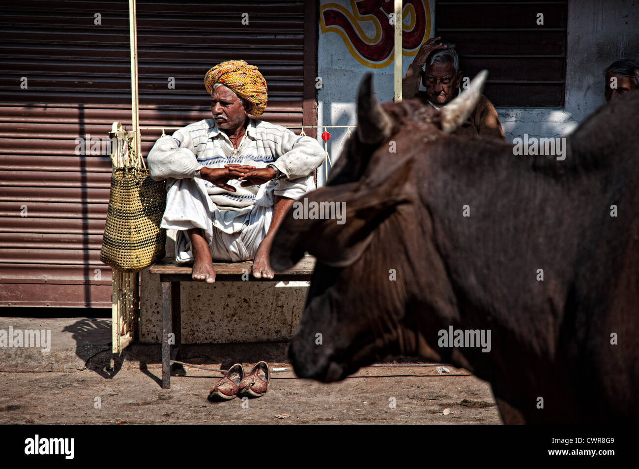 Mann trägt traditionelle Kleidung auf einer Bank sitzen, während Kuh übergeben wird. Jodhpur, Rajasthan, Indien Stockfoto