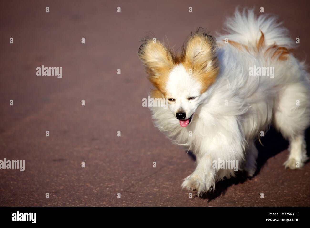 Kleine niedliche und fröhliche Hund spazieren gehen Stockfoto