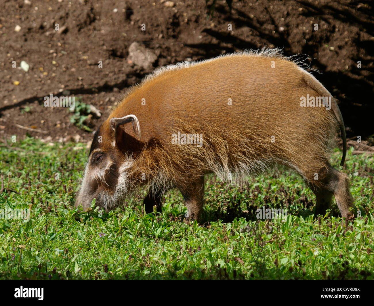 Red River Hog, Potamochoerus porcus Stockfoto