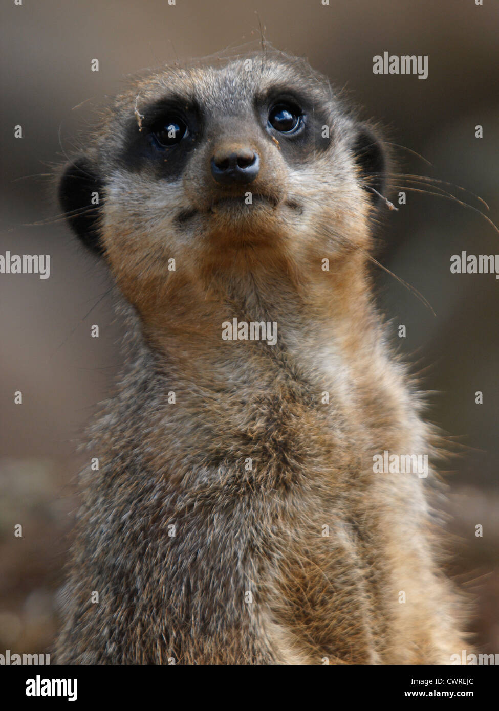 Slender-Tailed Erdmännchen Suricata suricata Stockfoto